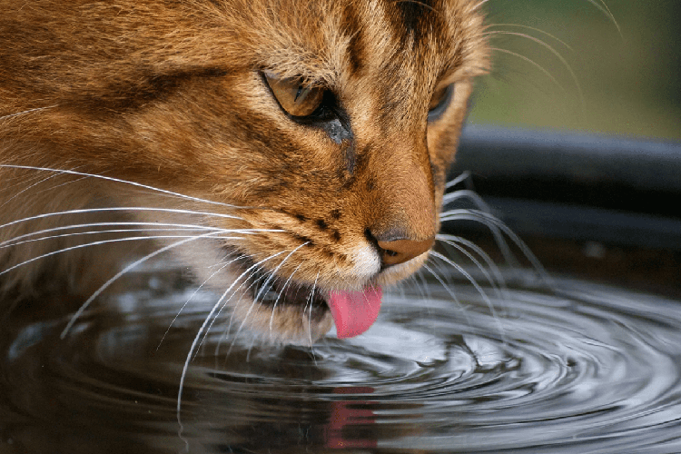 Кот пьет воду