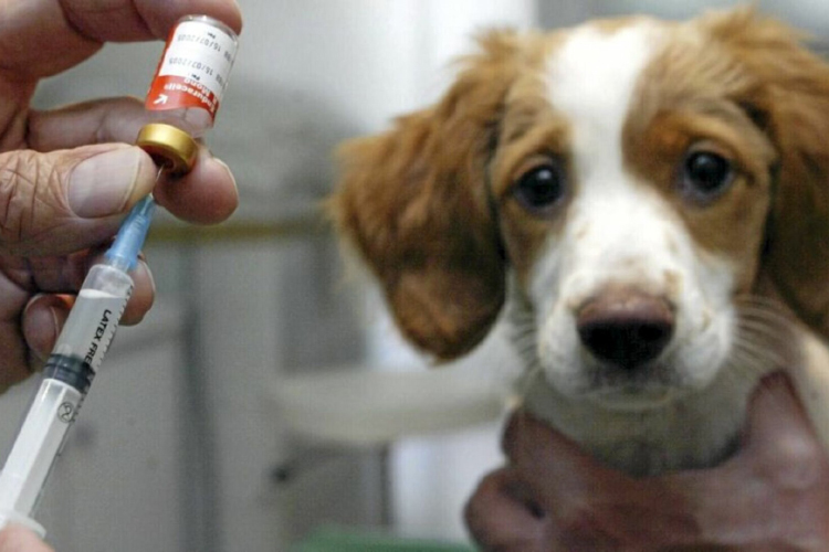 Вакцинация щенков