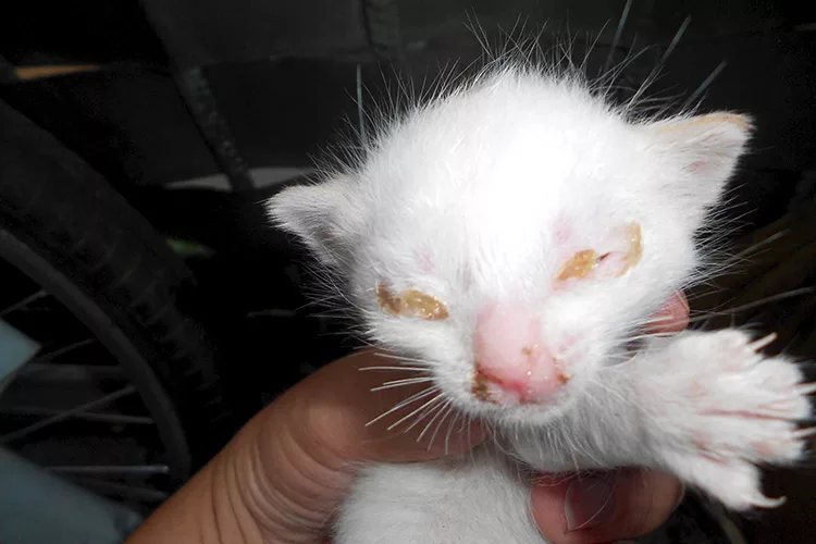 белый котенок с гноящимися глазами