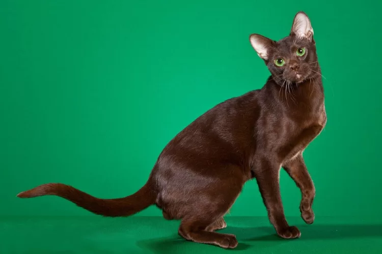 кошка породы гавана- браун