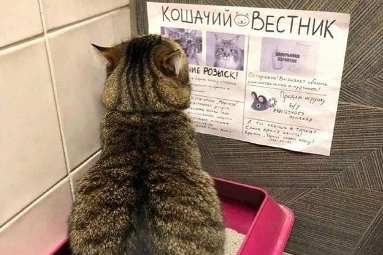 Кот читает