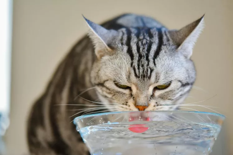 Кошка пьет воду