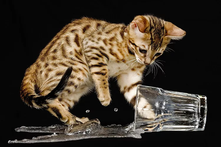 кот со стаканом воды