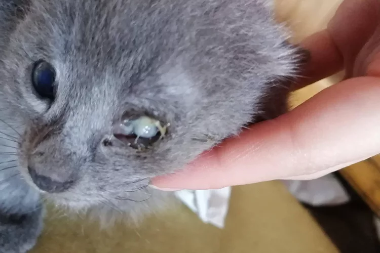 котенок с гноящимся глазом