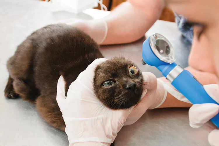 ветеринар осматривает глаза коту