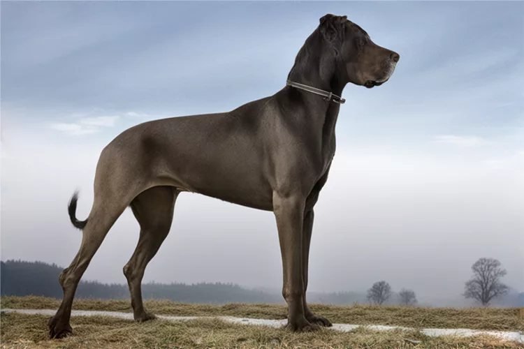 Большая собака