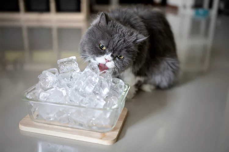 Кот лижет лед