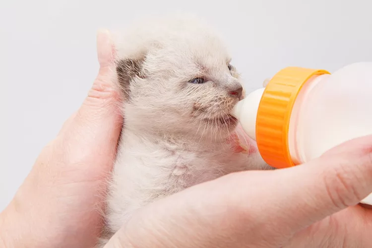 Двухнедельный котенок пьет молоко
