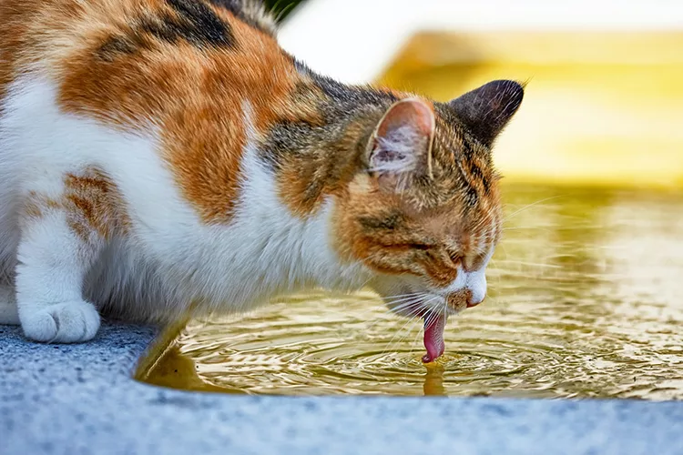кот пьет из фонтана