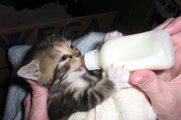 котенок пьет молоко