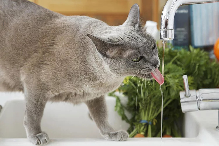 серый кот пьет воду из крана