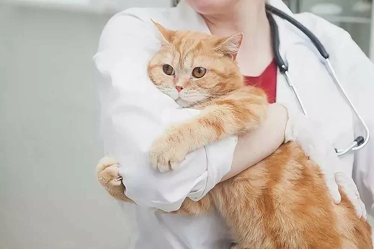 Ветеринар и кошка