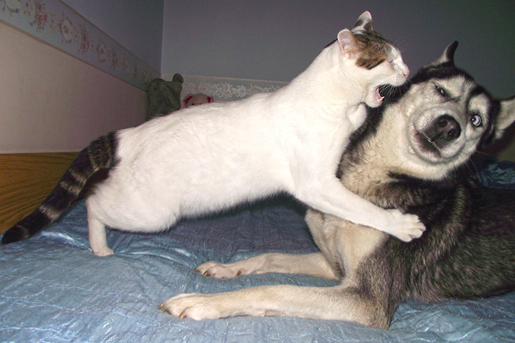 Кот главнее собаки