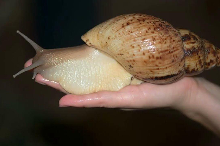 Ахатина гигантская