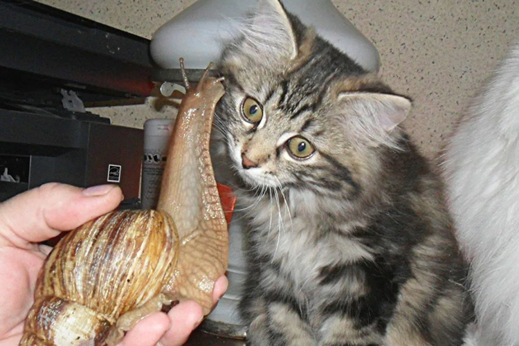 ахатина и кошка