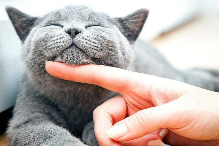 Гладит кота