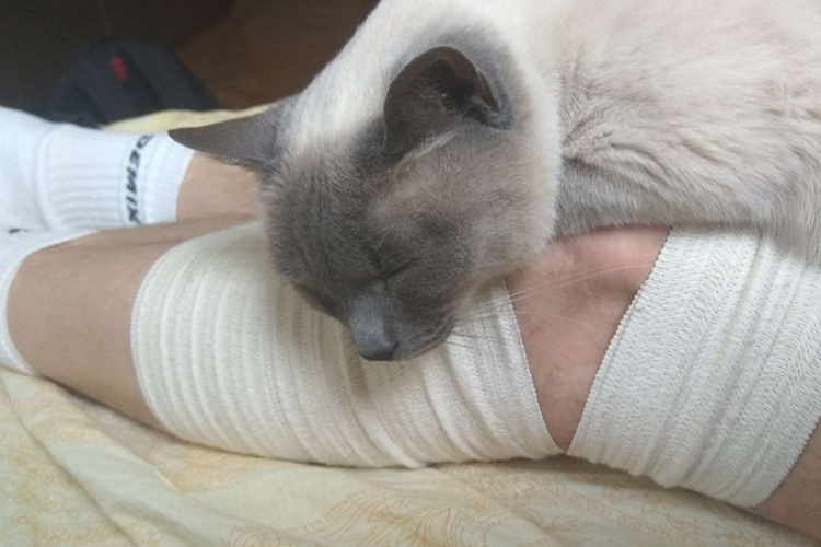 кошка лечит
