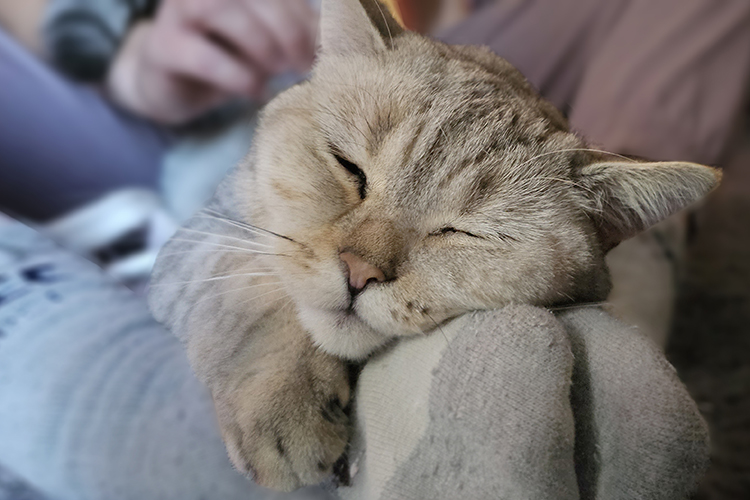 кошка на коленях