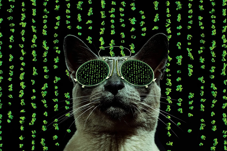 Кот и матрица