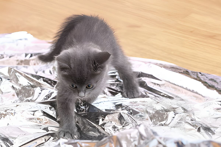 кот идет по фольге