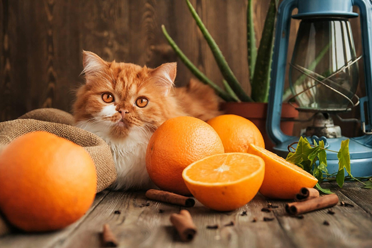 кот с апельсинами