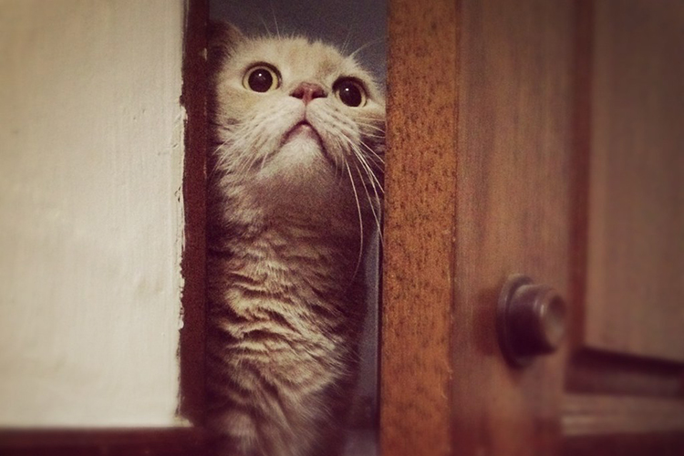 кот в дверях