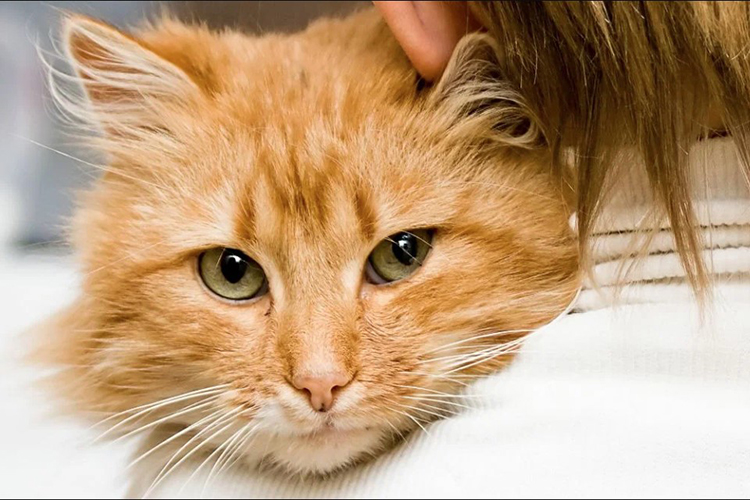 обнимашки с кошкой