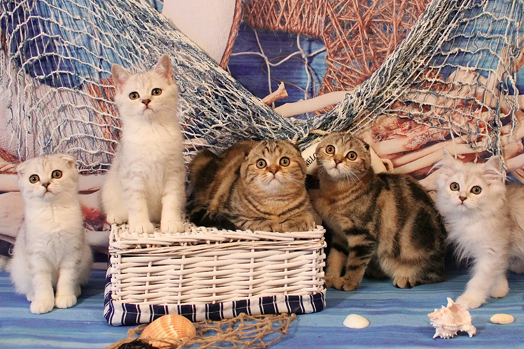 котята