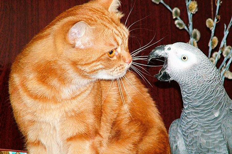 попугай и кошка