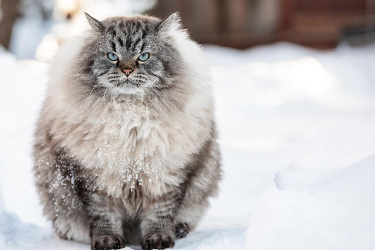 сибирский кот в снегу