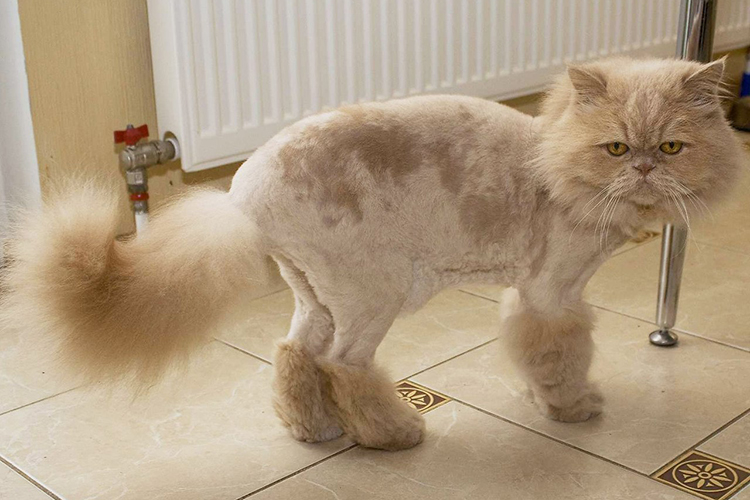 стриженный кот