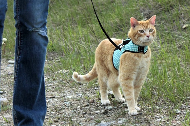 выгул кошки
