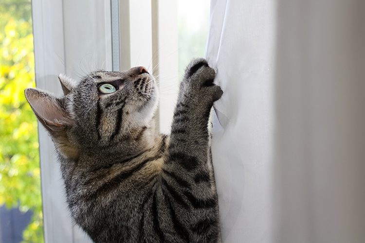 кот на шторах