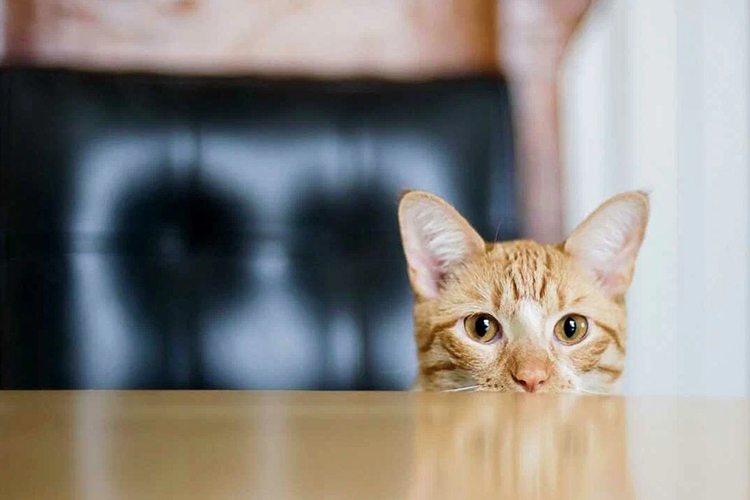 кот смотрит