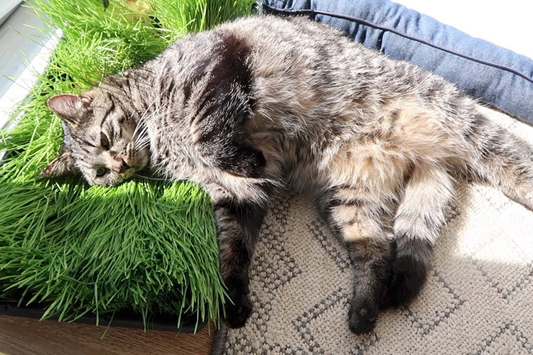 травка для кошек